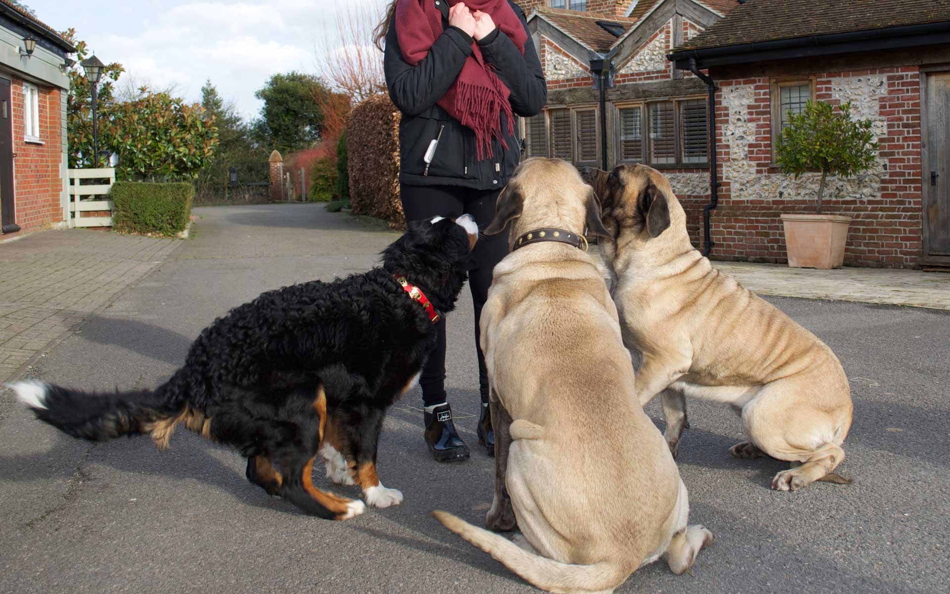 Dog Behaviourist