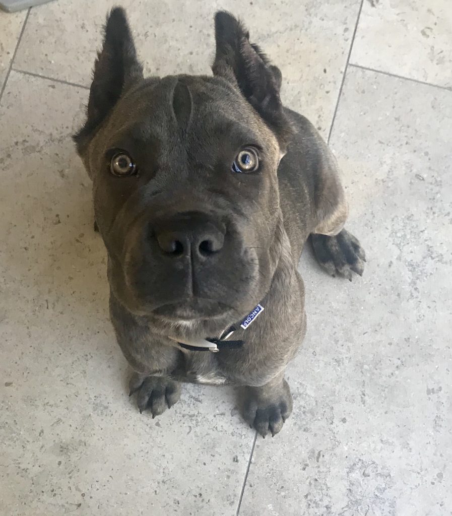 Should I crate train my dog? AnnieMae Levy